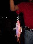 bd sct fish 2012 027r