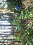 brownsea 176