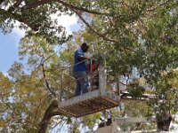 Tree Trimming Exercise