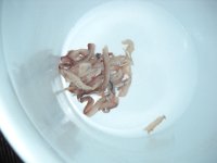 bd sct fish 2012 009r
