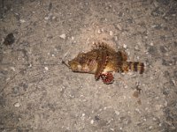 bd sct fish 2012 029r