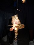 bd sct fish 2012 030r