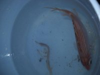 bd sct fish 2012 031r